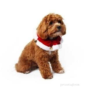 2019’s Best Christmas Gifts for Dogs: Comfort & Joy