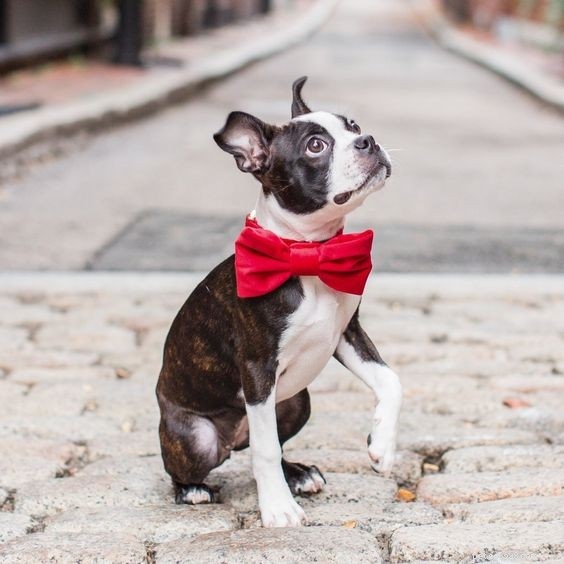 2019’s Best Christmas Gifts for Dogs: Comfort & Joy