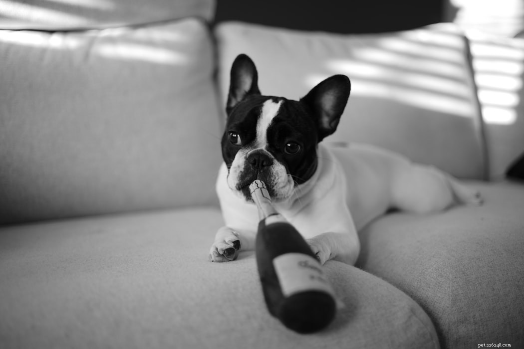 French Bulldogs: The Ideal Small-Breed Companion for Every Home