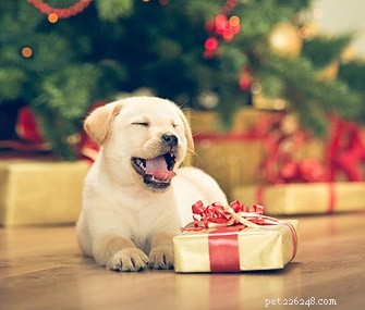 How to Throw a Memorable Birthday Bash for Your Dog