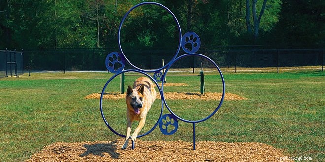 How to Throw a Memorable Birthday Bash for Your Dog