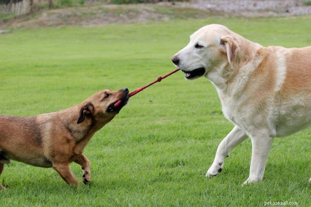How to Throw a Memorable Birthday Bash for Your Dog