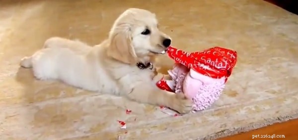 How to Throw a Memorable Birthday Bash for Your Dog