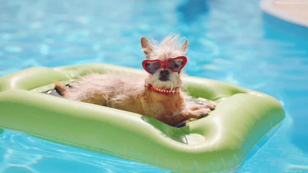How to Throw a Memorable Birthday Bash for Your Dog