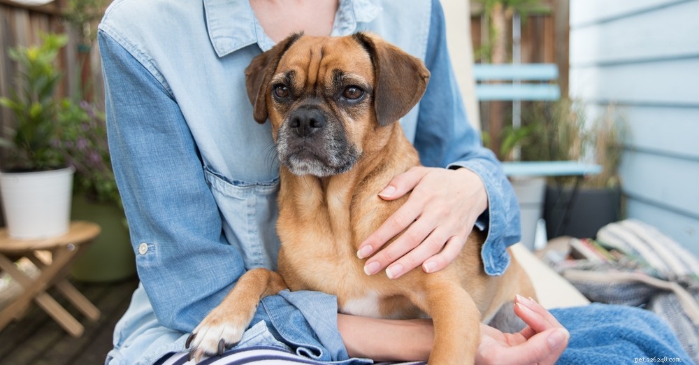 The Secret Language Of Dogs To Communicate