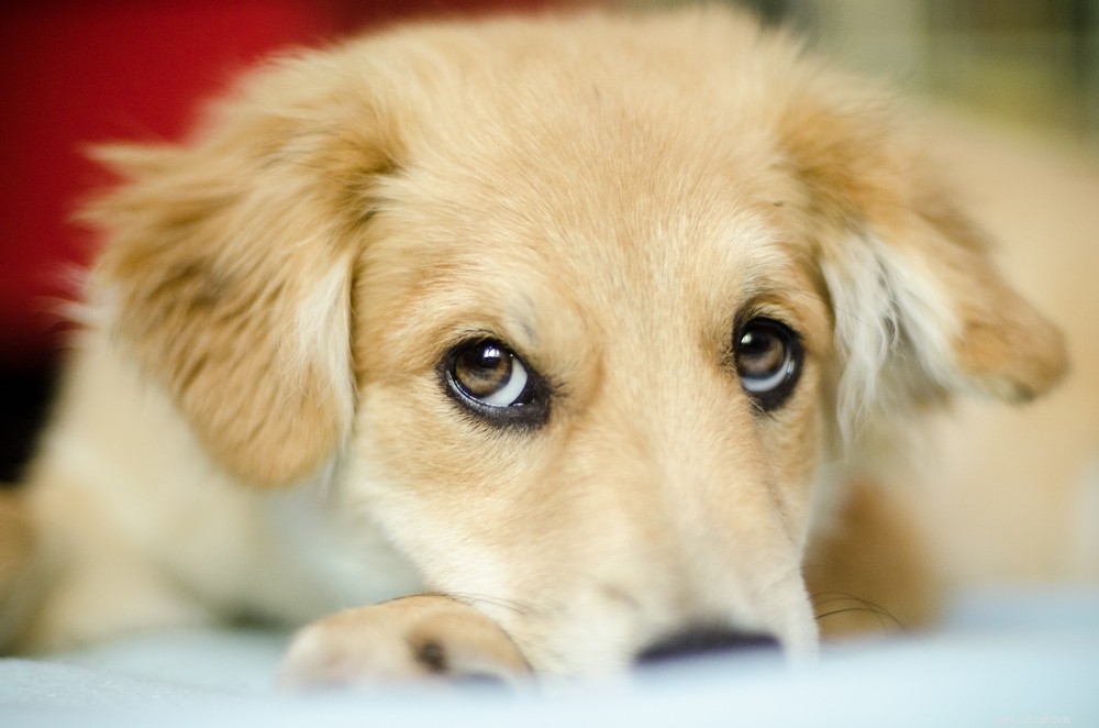 The Secret Language Of Dogs To Communicate