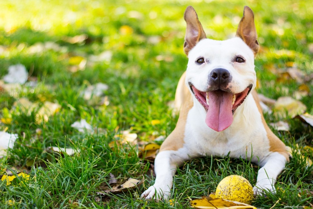 The Secret Language Of Dogs To Communicate