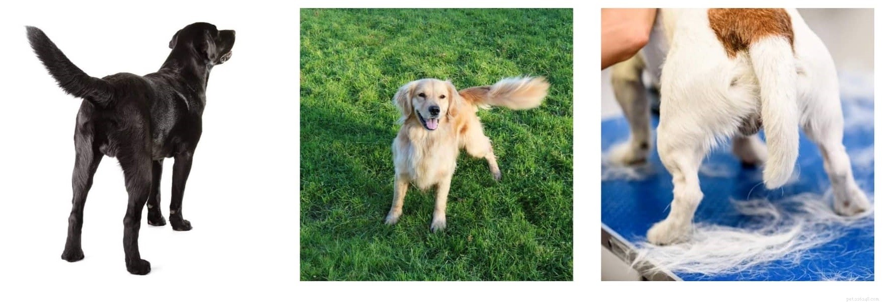 The Secret Language Of Dogs To Communicate