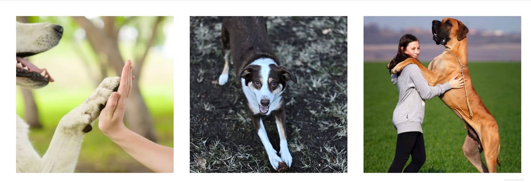 The Secret Language Of Dogs To Communicate