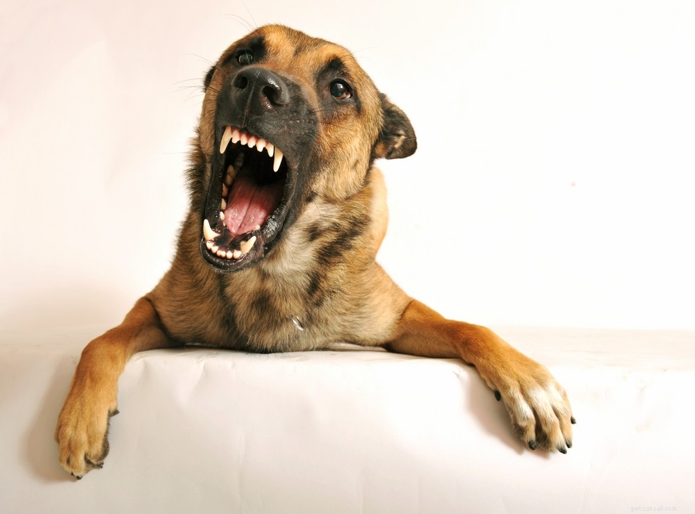 The Secret Language Of Dogs To Communicate