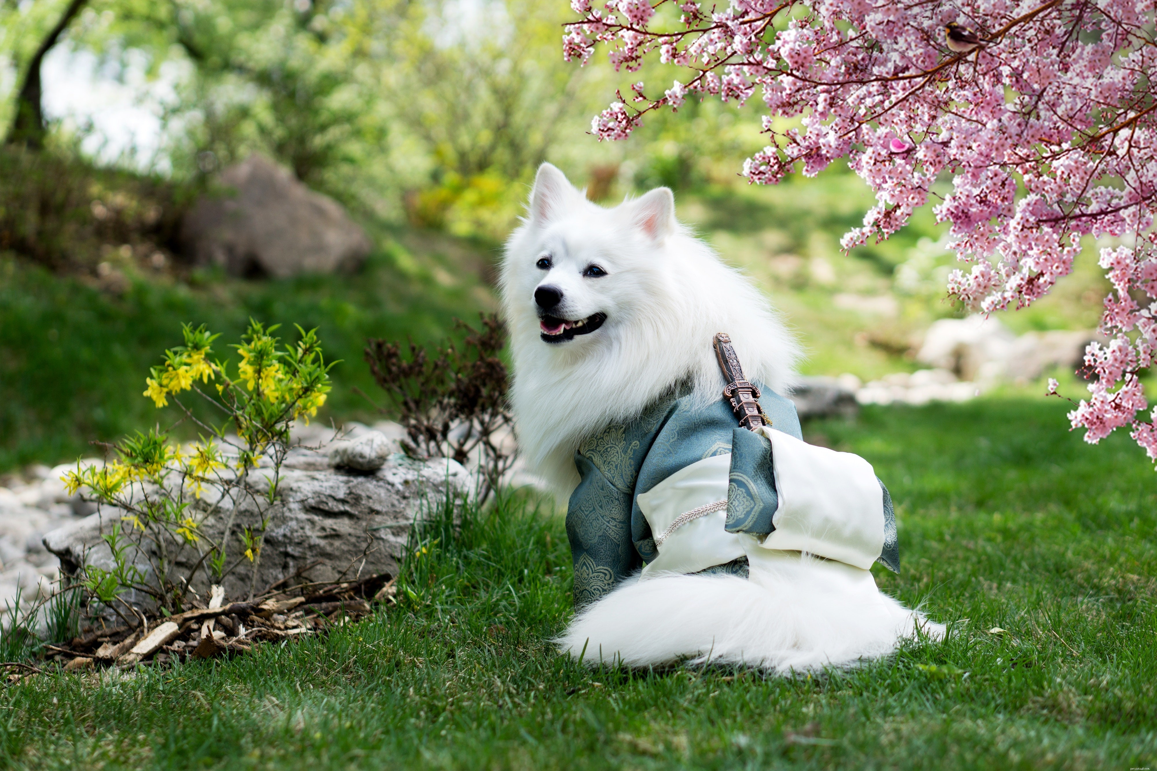 From Pet to Celebrity: How Dogs Can Become Model Stars