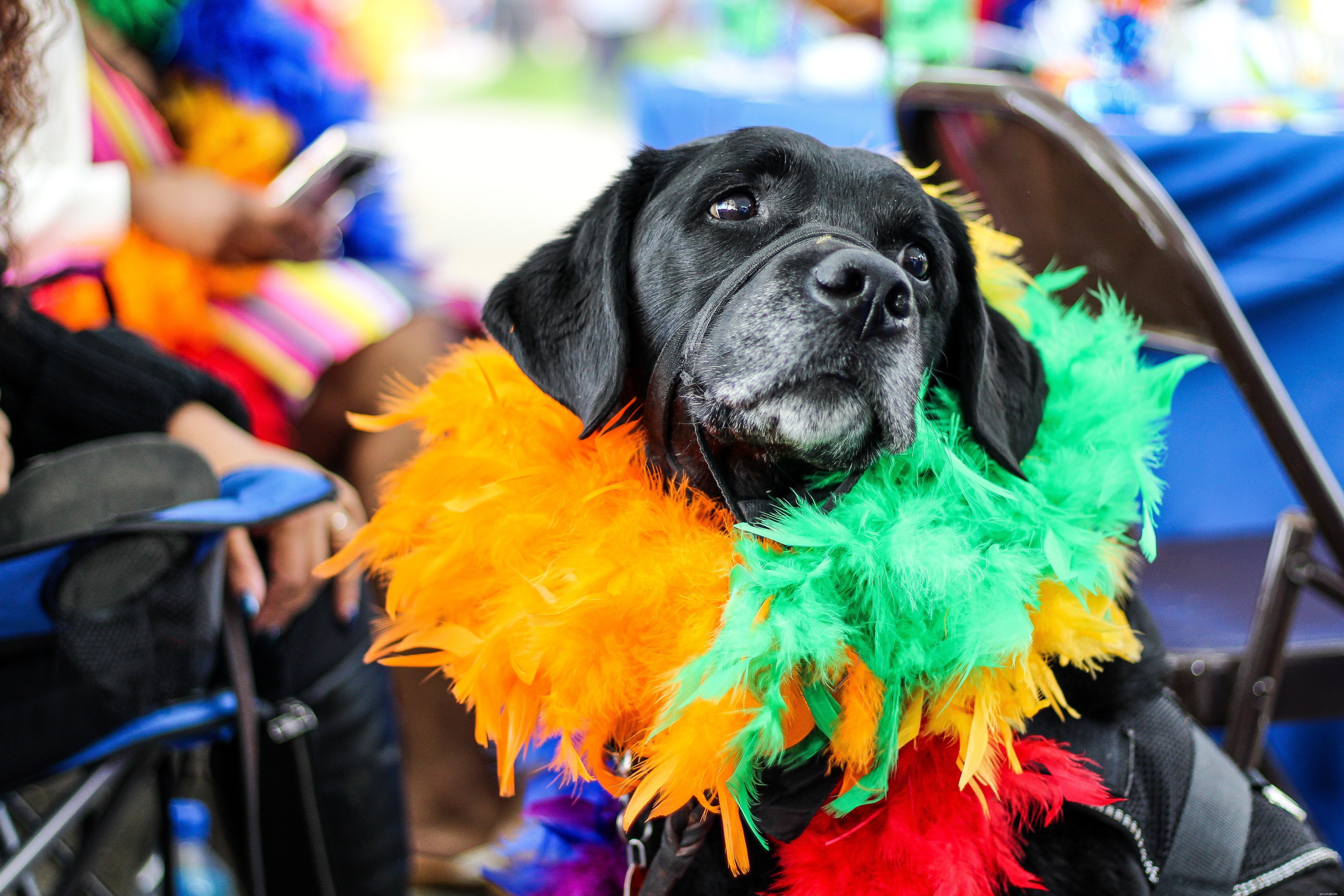 From Pet to Celebrity: How Dogs Can Become Model Stars