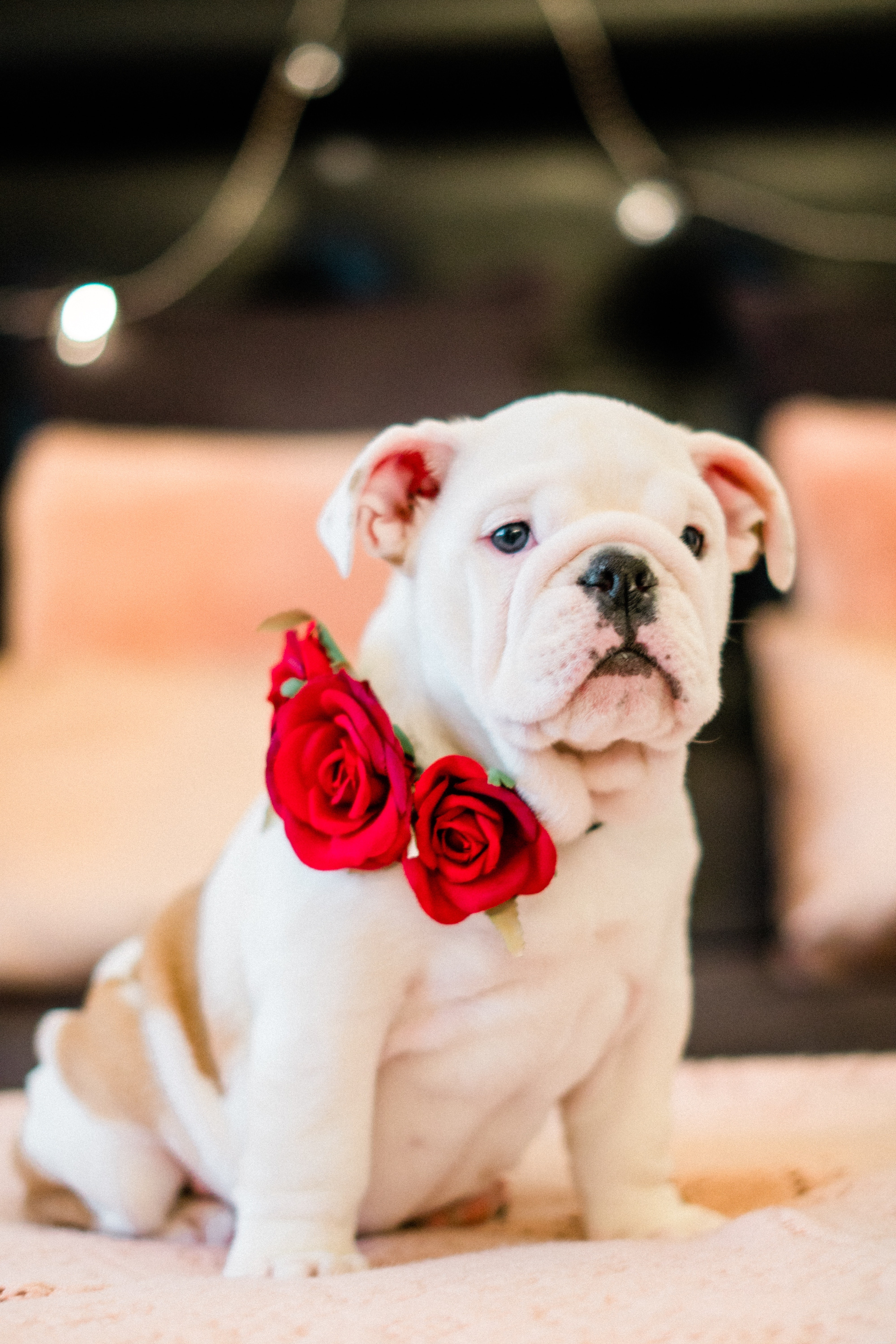 From Pet to Celebrity: How Dogs Can Become Model Stars