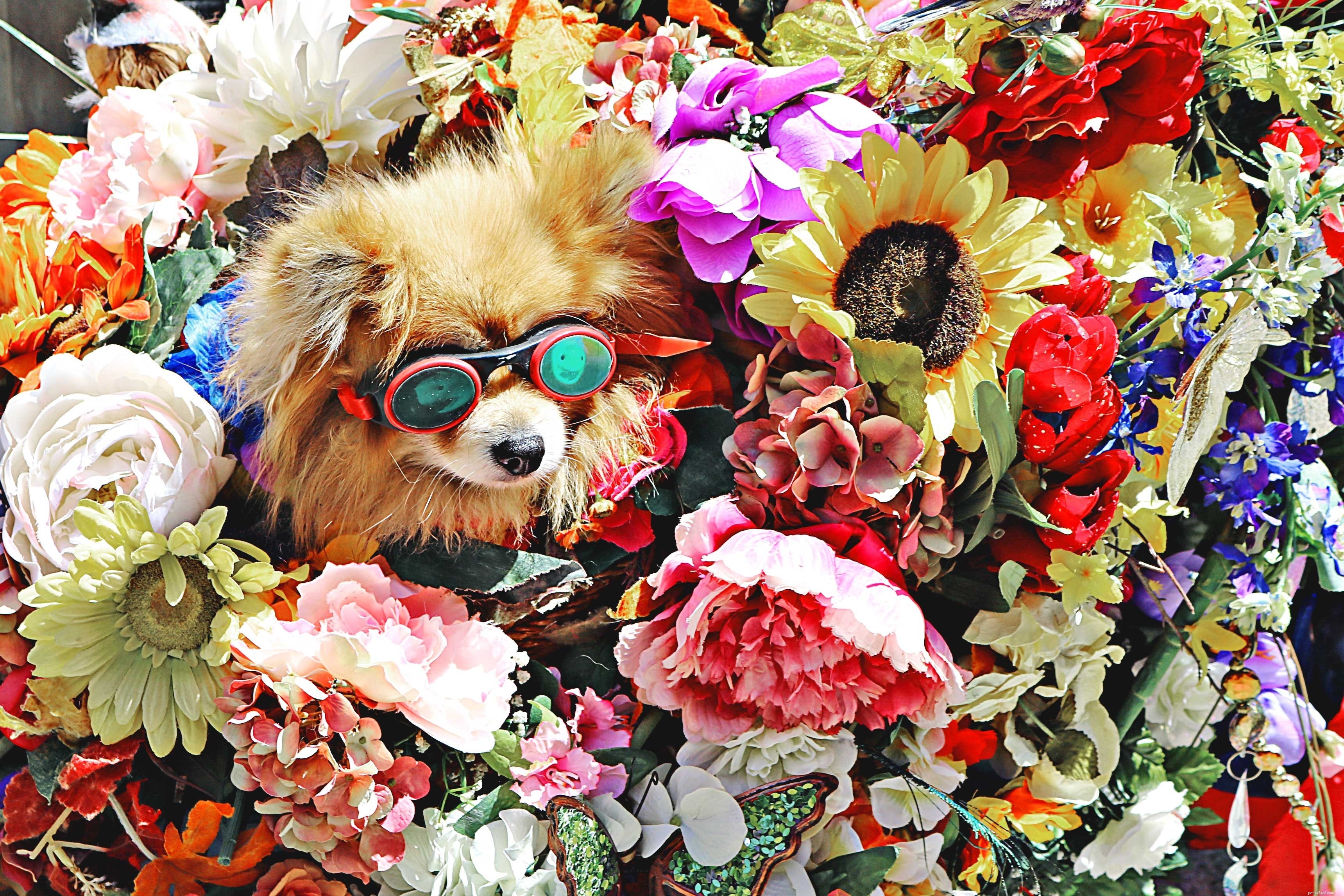 From Pet to Celebrity: How Dogs Can Become Model Stars