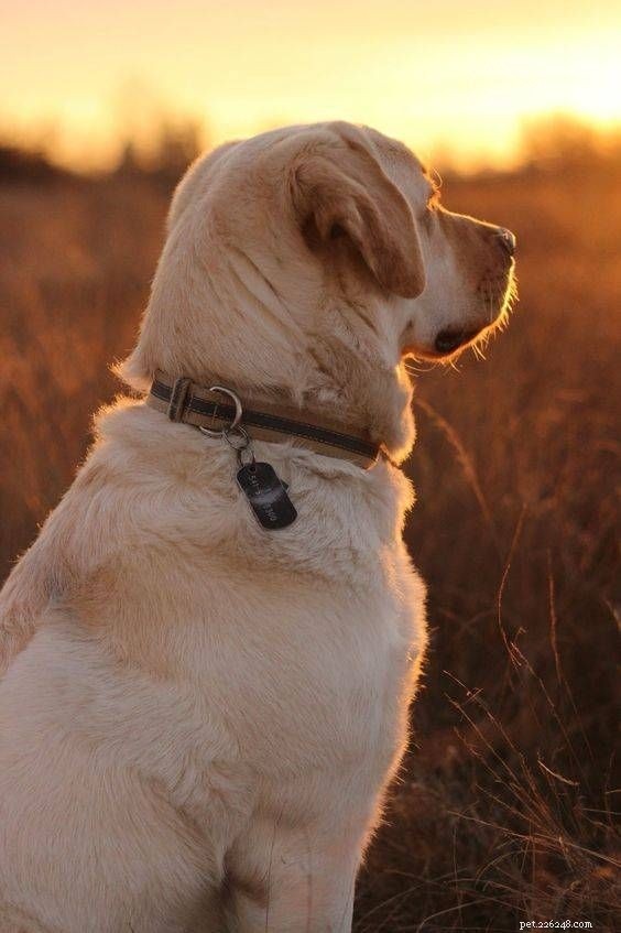 Labrador Retriever: Life Expectancy & Key Traits Explained