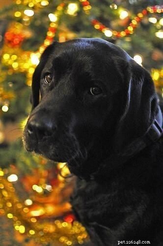 Labrador Retriever: Life Expectancy & Key Traits Explained