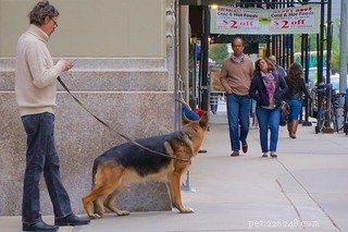Expert Vet Guide: Raising Your Puppy into a Well‑Balanced, Loyal Companion