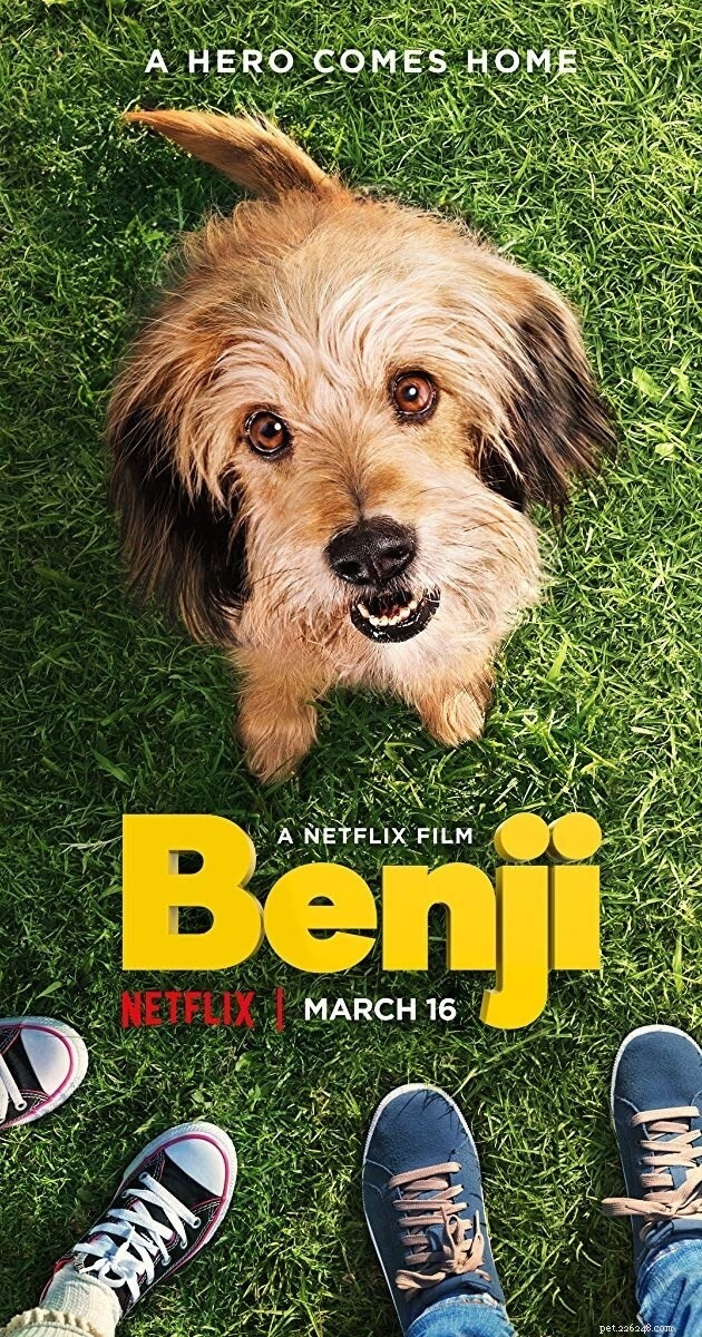 Top 10 Dog Movies That Celebrate the Bond & Adventure