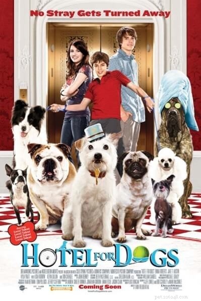Top 10 Dog Movies That Celebrate the Bond & Adventure