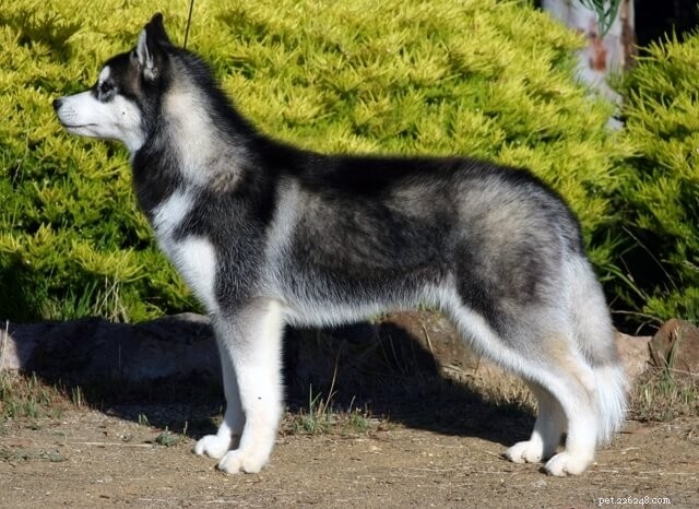 German Shepherd-Husky Mix: Traits, Care, and Health Insights