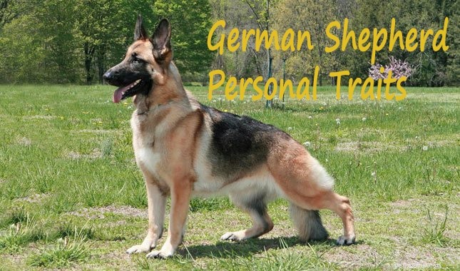 German Shepherd-Husky Mix: Traits, Care, and Health Insights