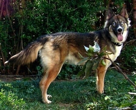 German Shepherd-Husky Mix: Traits, Care, and Health Insights