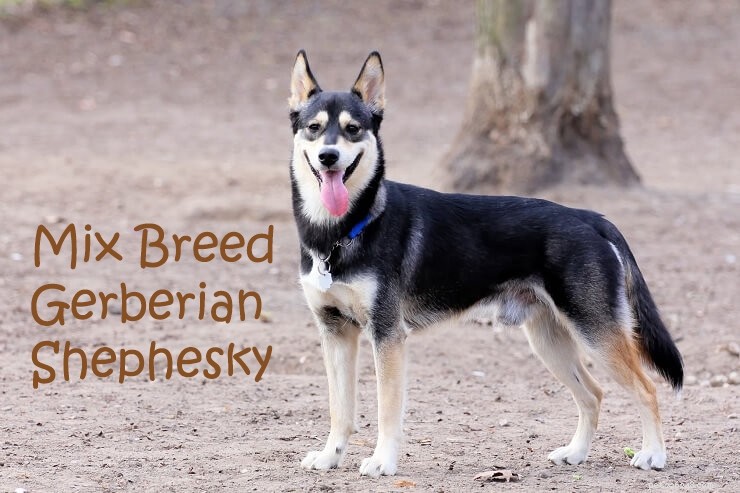 German Shepherd-Husky Mix: Traits, Care, and Health Insights