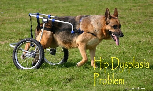 German Shepherd-Husky Mix: Traits, Care, and Health Insights