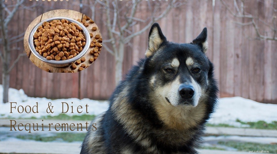 German Shepherd-Husky Mix: Traits, Care, and Health Insights
