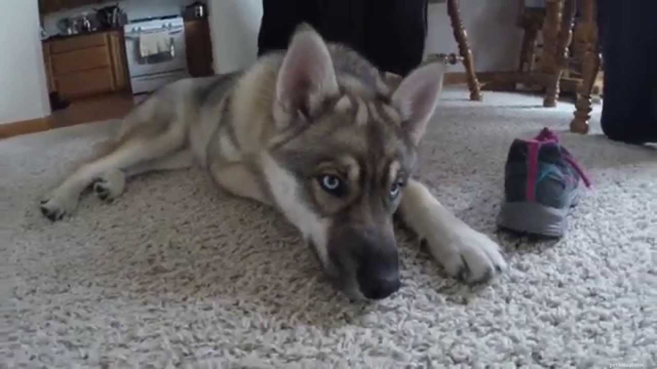 German Shepherd-Husky Mix: Traits, Care, and Health Insights