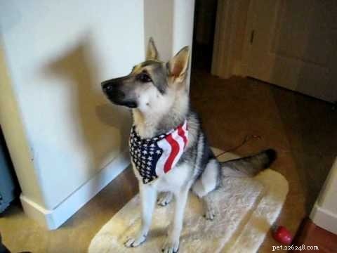 German Shepherd-Husky Mix: Traits, Care, and Health Insights