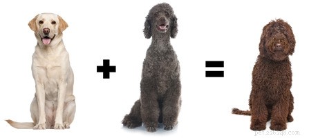Labradoodle Lifespan & Personality: Key Facts for Families