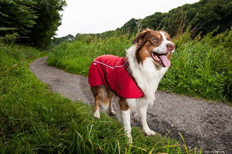 Premium Waterproof Dog Coats – Keep Your Pet Dry & Comfortable
