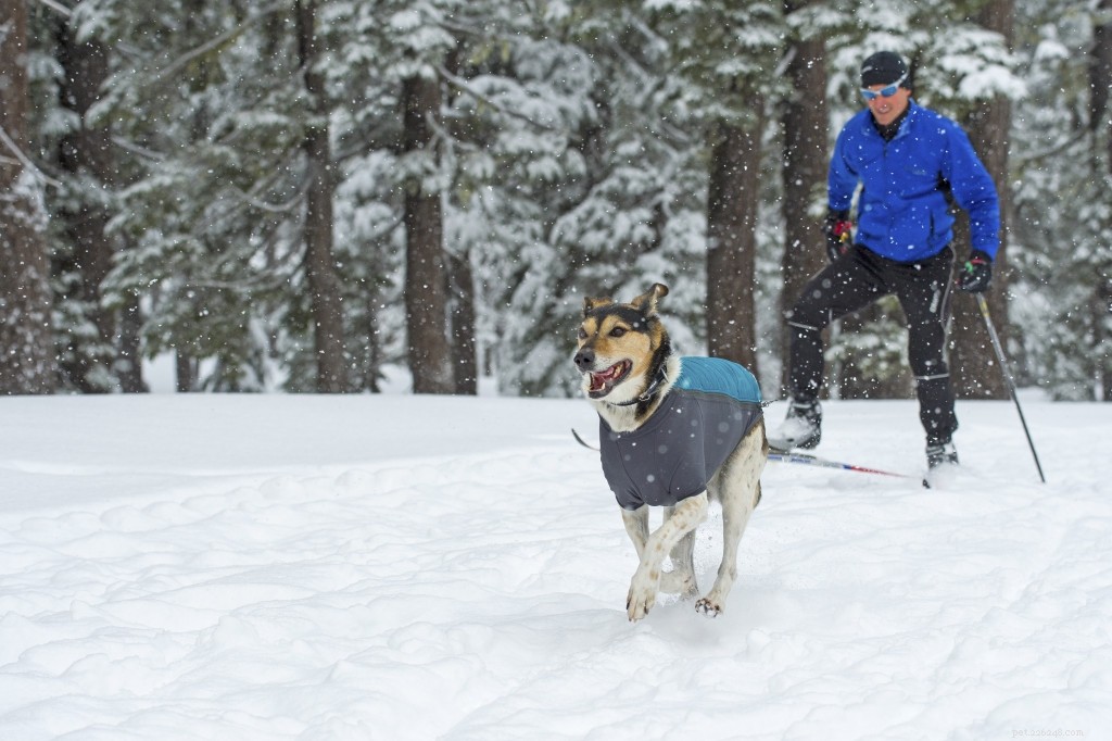 Premium Waterproof Dog Coats – Keep Your Pet Dry & Comfortable