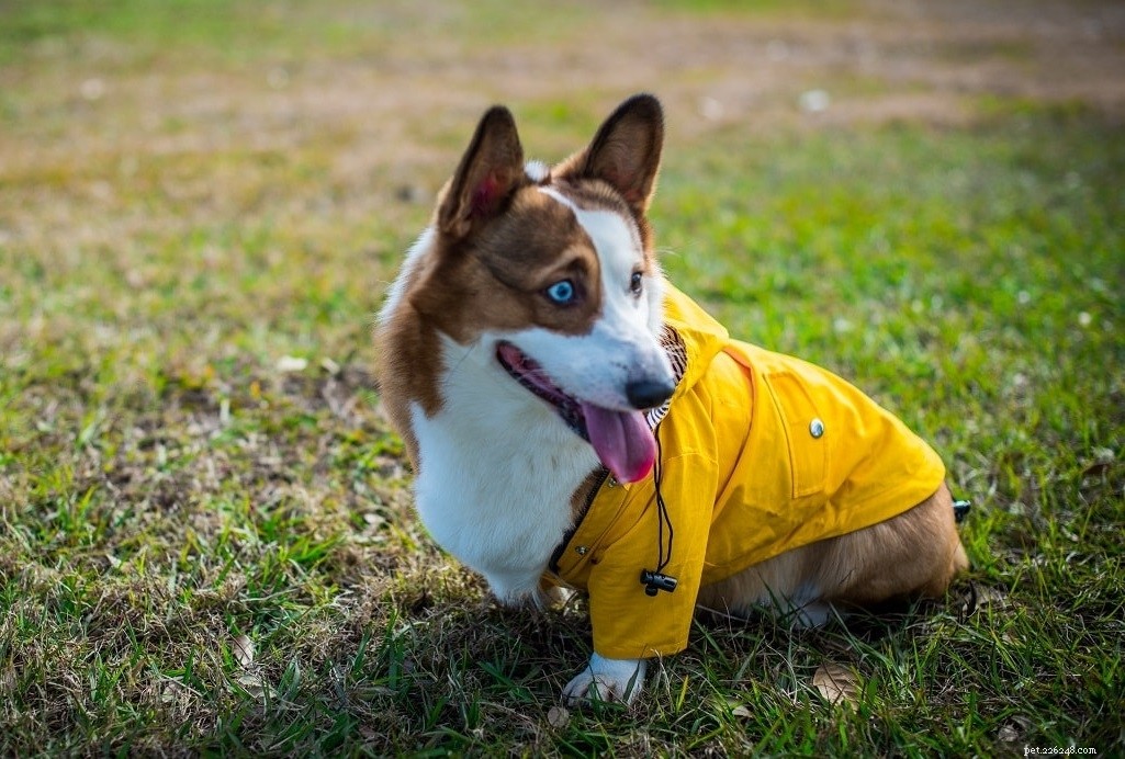 Premium Waterproof Dog Coats – Keep Your Pet Dry & Comfortable