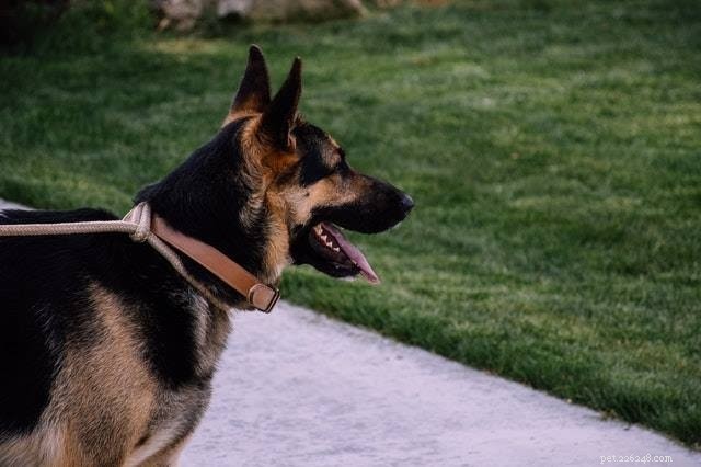Gerberian Shepsky: Origin, Traits, and Care Guide for German Shepherd‑Siberian Husky Mixes