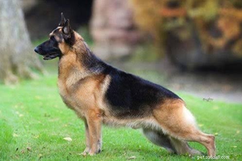 Gerberian Shepsky: Origin, Traits, and Care Guide for German Shepherd‑Siberian Husky Mixes