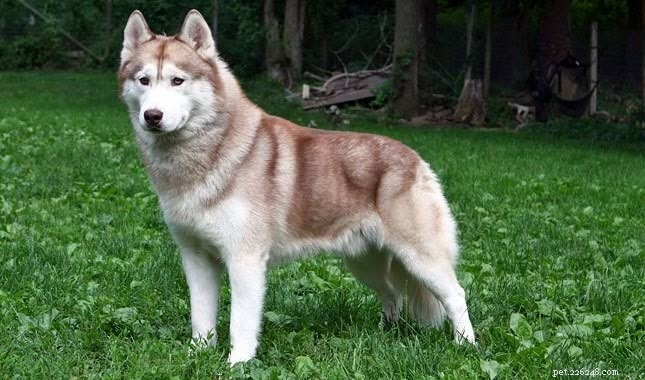Gerberian Shepsky: Origin, Traits, and Care Guide for German Shepherd‑Siberian Husky Mixes