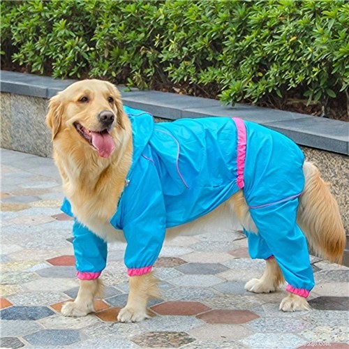Should Your Dog Wear a Winter Jumper? Essential Guide for Cozy, Safe Pets