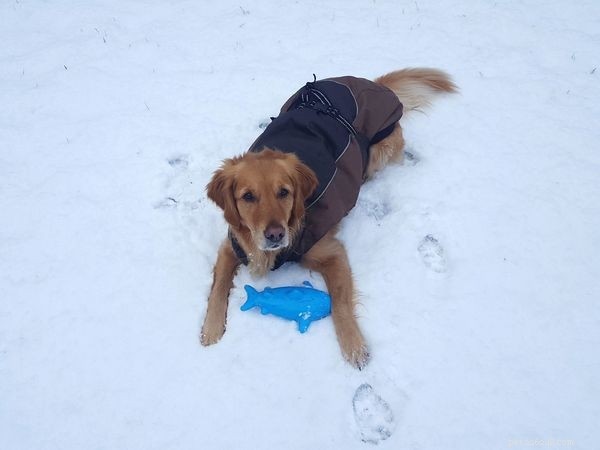 Should Your Dog Wear a Winter Jumper? Essential Guide for Cozy, Safe Pets