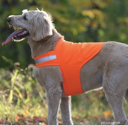 Should Your Dog Wear a Winter Jumper? Essential Guide for Cozy, Safe Pets