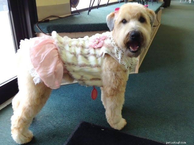 Should Your Dog Wear a Winter Jumper? Essential Guide for Cozy, Safe Pets