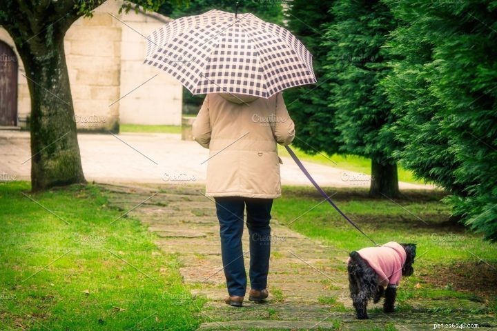 Are Leather Dog Collars Safe for Your Pet?