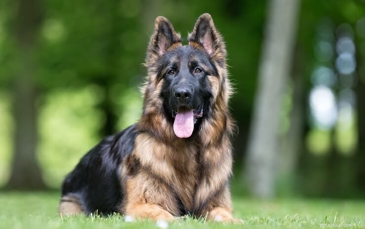 7 Key Facts About German Shepherd–Husky Mixes That Only Owners Understand