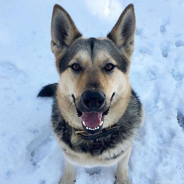 7 Key Facts About German Shepherd–Husky Mixes That Only Owners Understand