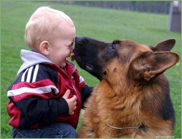7 Key Facts About German Shepherd–Husky Mixes That Only Owners Understand