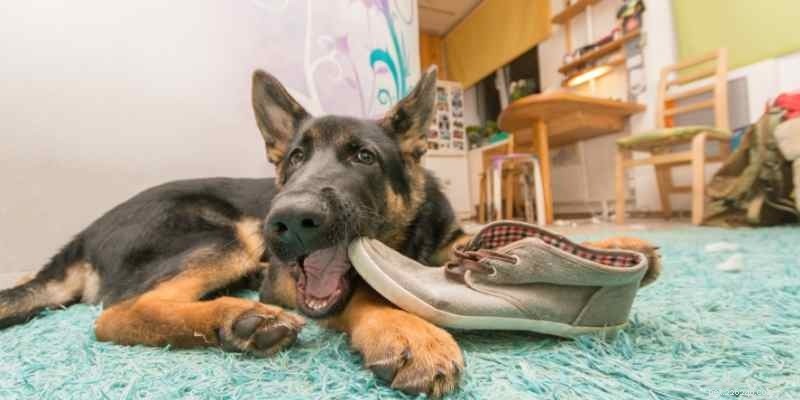 7 Key Facts About German Shepherd–Husky Mixes That Only Owners Understand