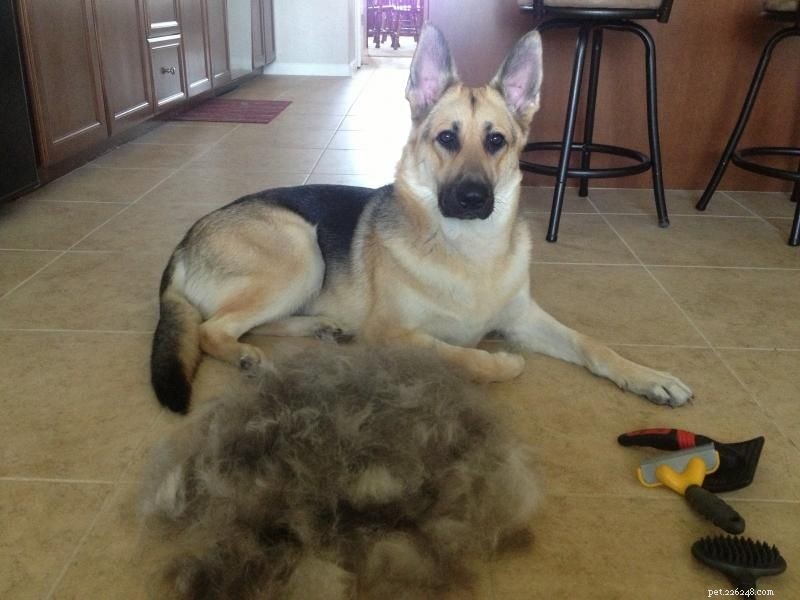 7 Key Facts About German Shepherd–Husky Mixes That Only Owners Understand