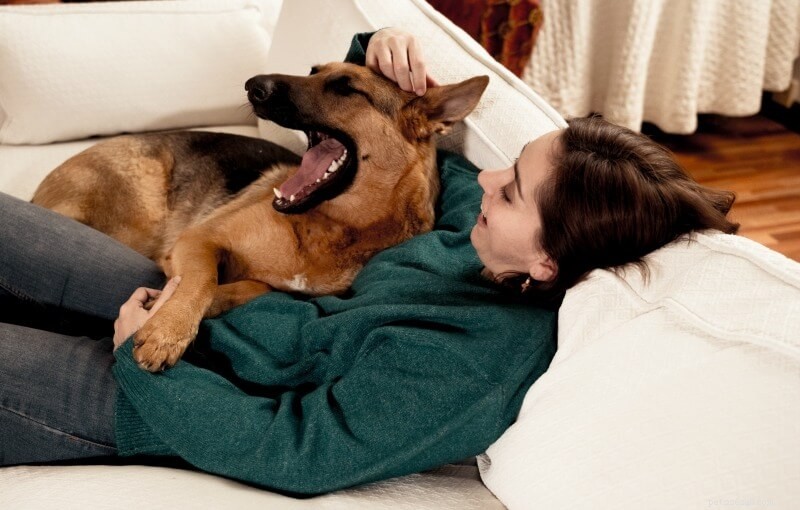 7 Key Facts About German Shepherd–Husky Mixes That Only Owners Understand