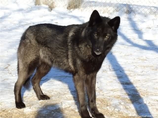 German Shepherd & Husky Mixes vs Wolf Hybrids: Personality Traits Explained